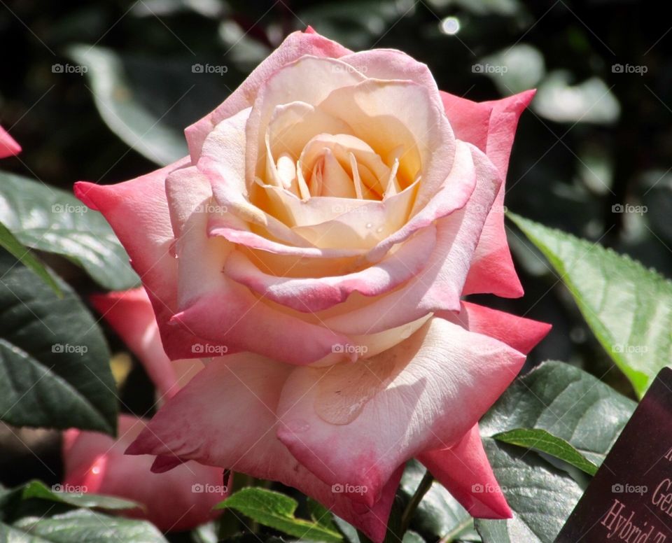 Ombré pink rose with raindrops