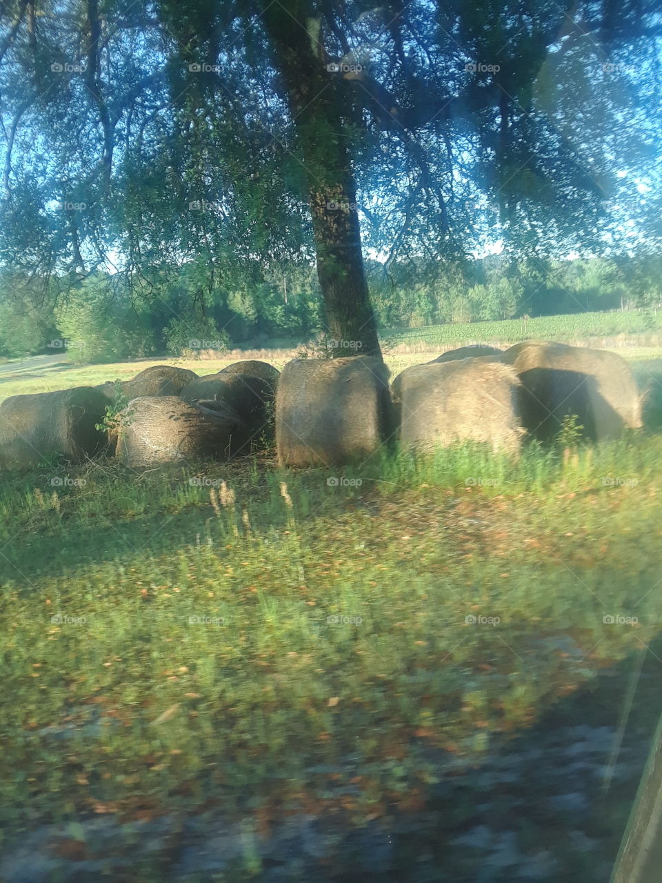 hay bales around a tree
