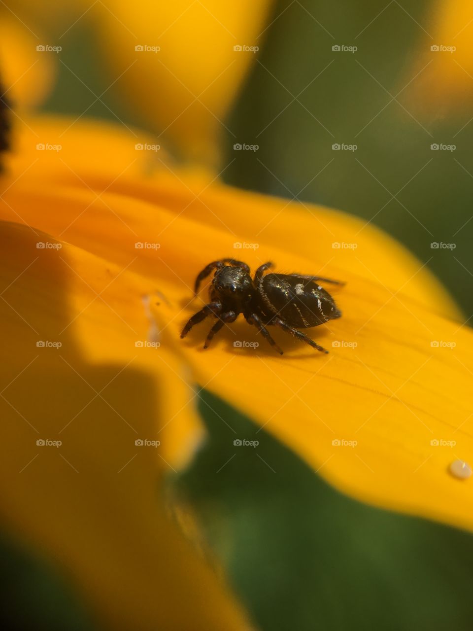 Spider on yellow petal