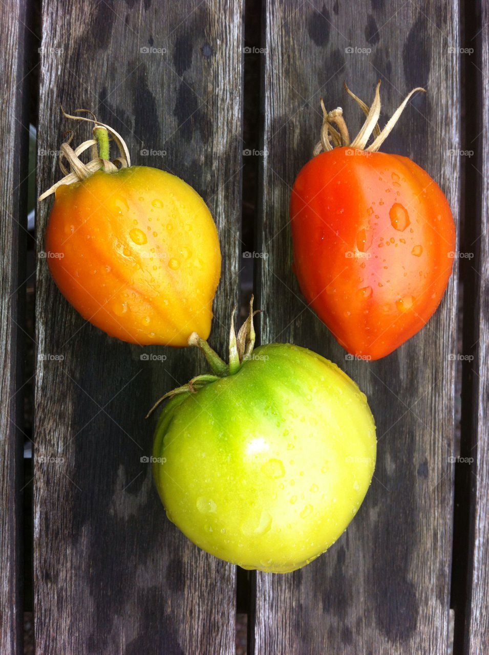 sweden garden tomato vegetables by hallis