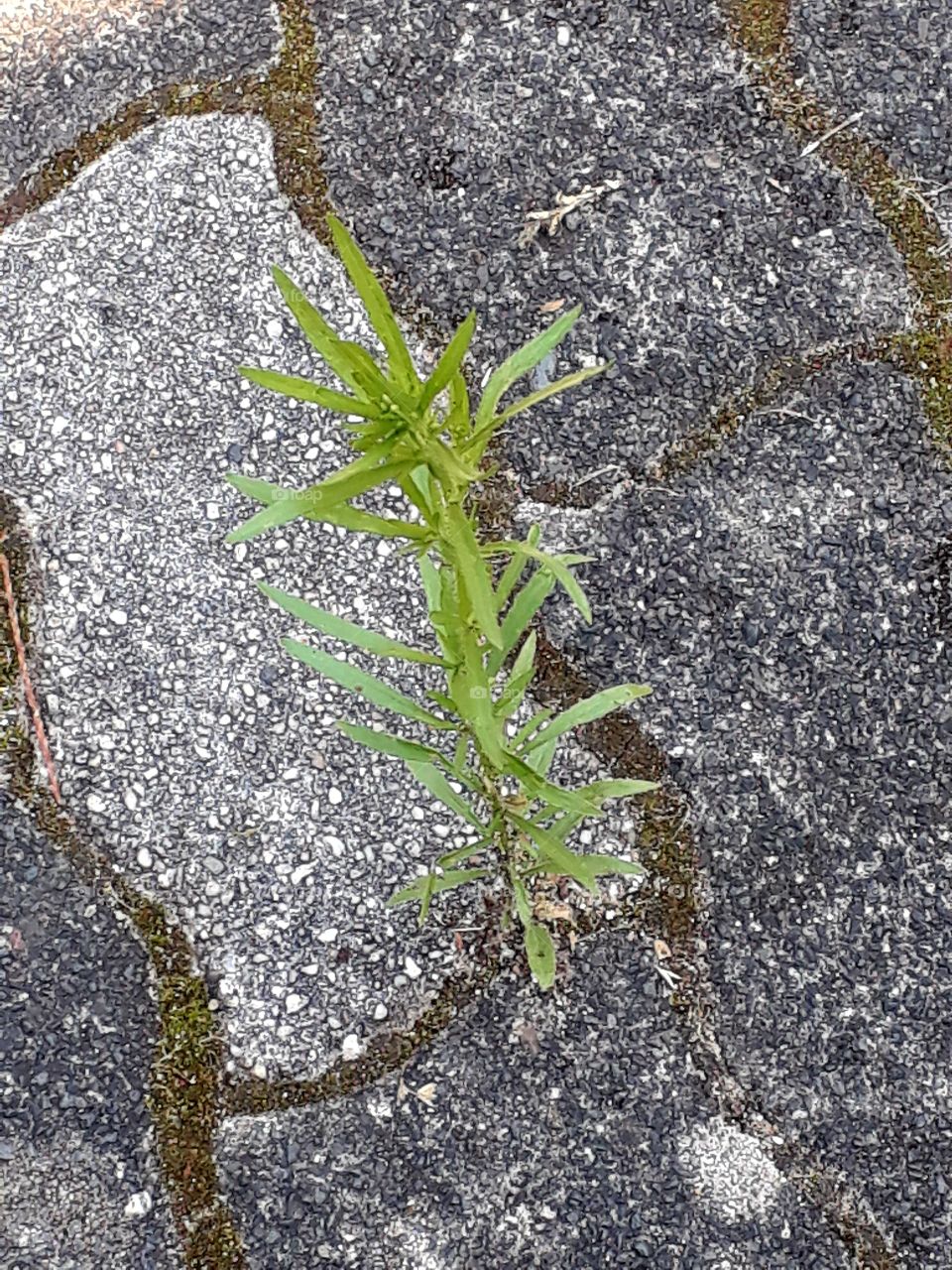 die Schönheit der natur