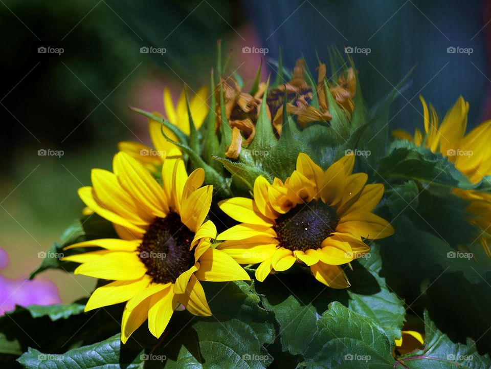 the dazzling smile of the sunflower