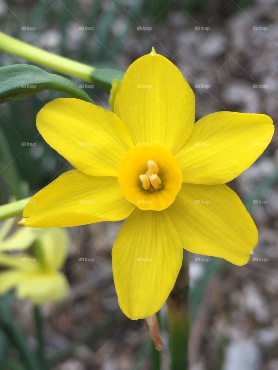 Daffodil . Yellow daffodil