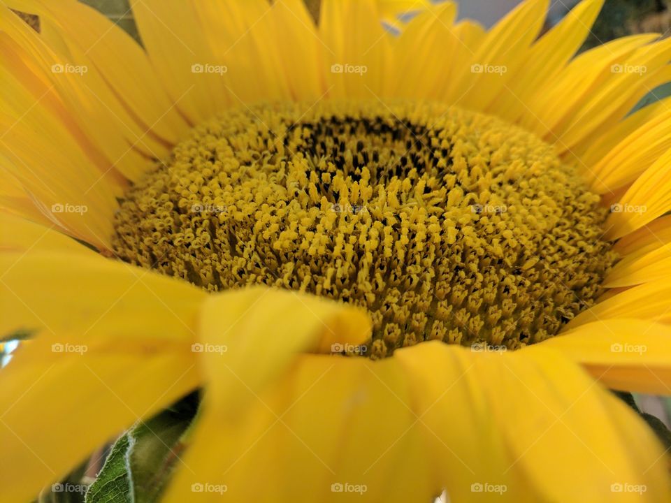 Happy Sunflowers