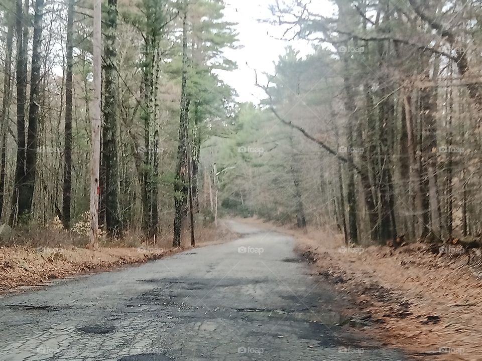 Hidden road in the woods