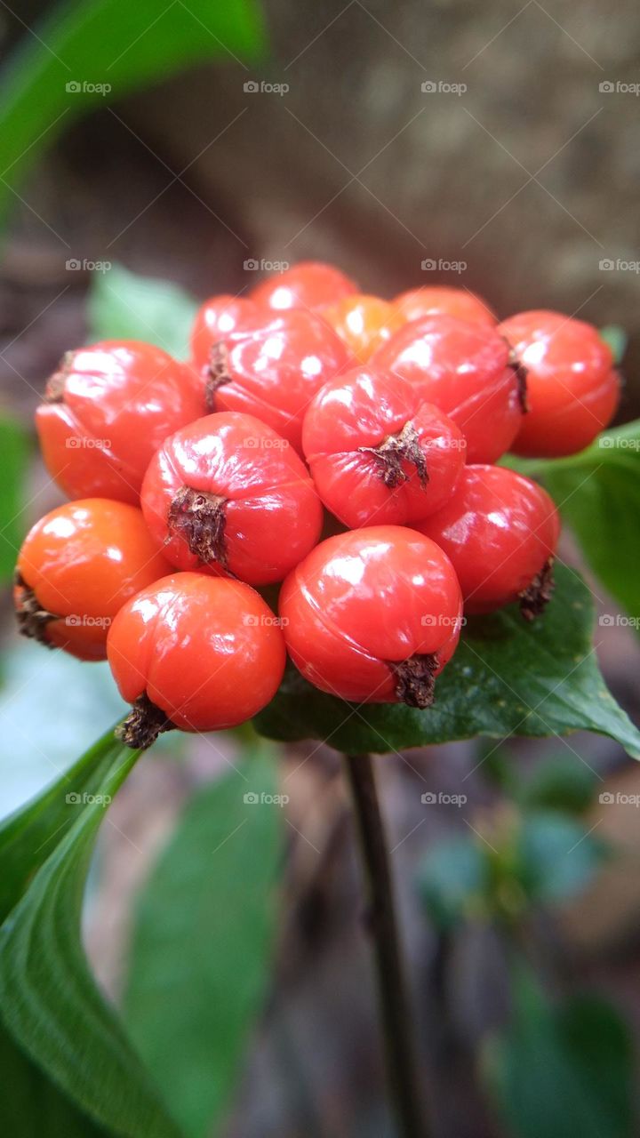 This plant bears fruit and is red but should not be eaten just for decoration