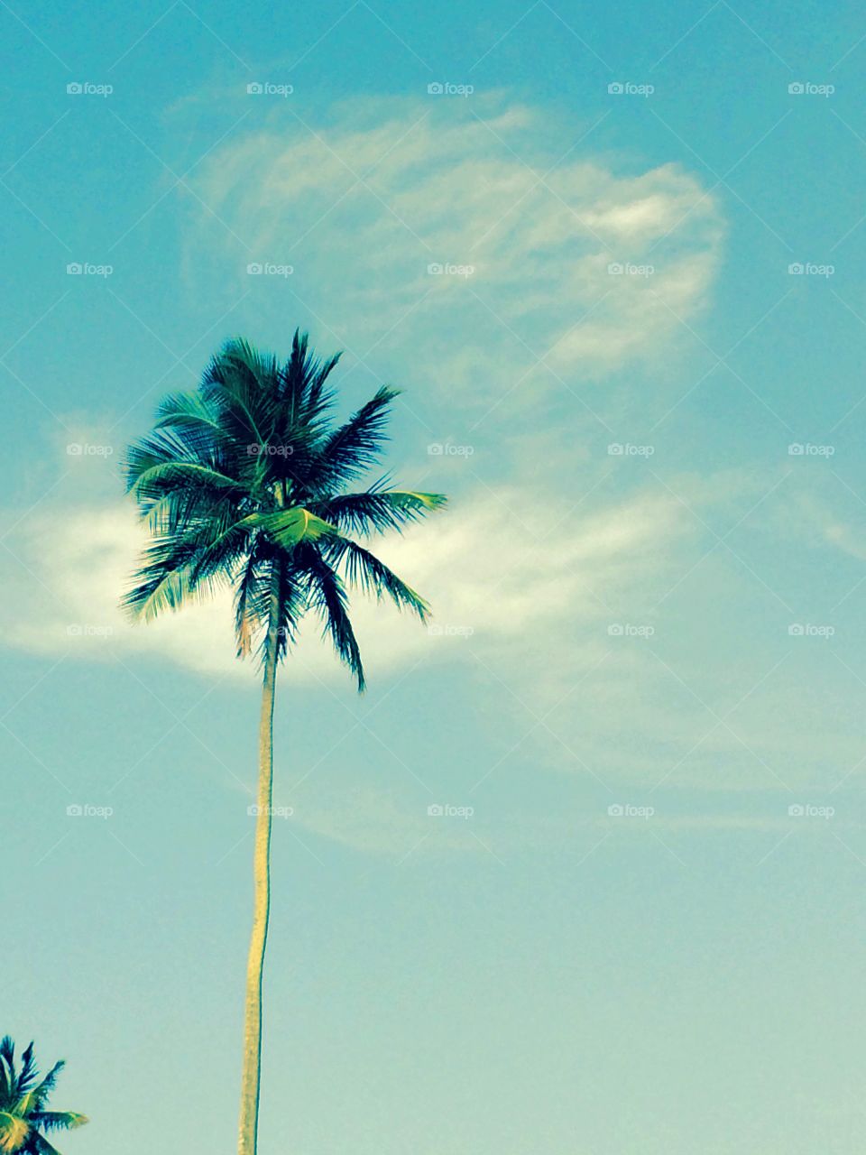 Solo . A single Palm stands solo against the blue sky.