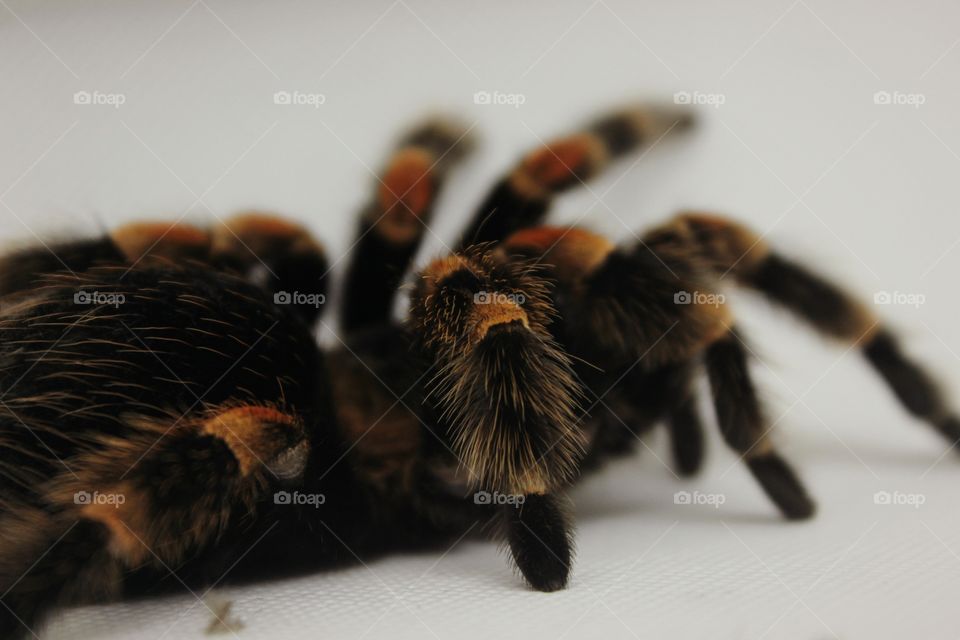 red and black spider on white Background