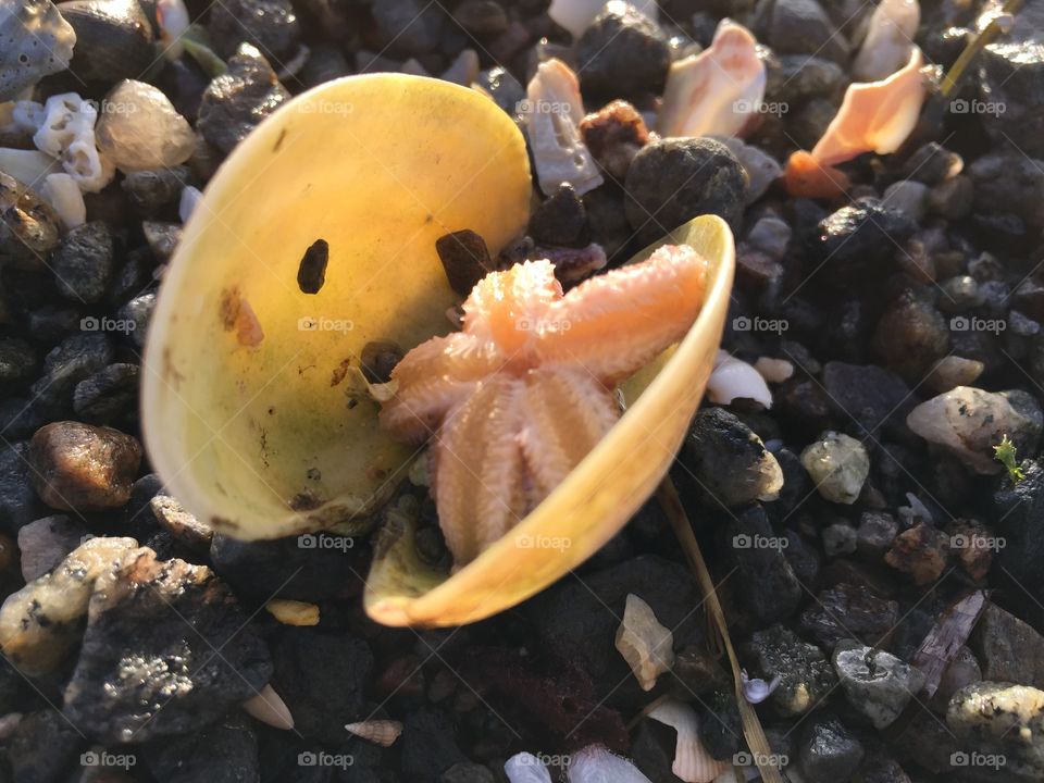 Starfish on seashell