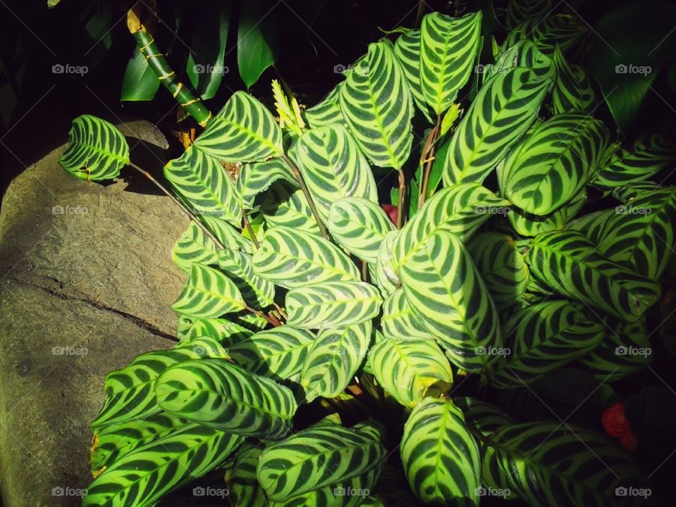 Foliage @ it's finest.. Out walking with my daughter & saw this gorgeous, variegated foliage.