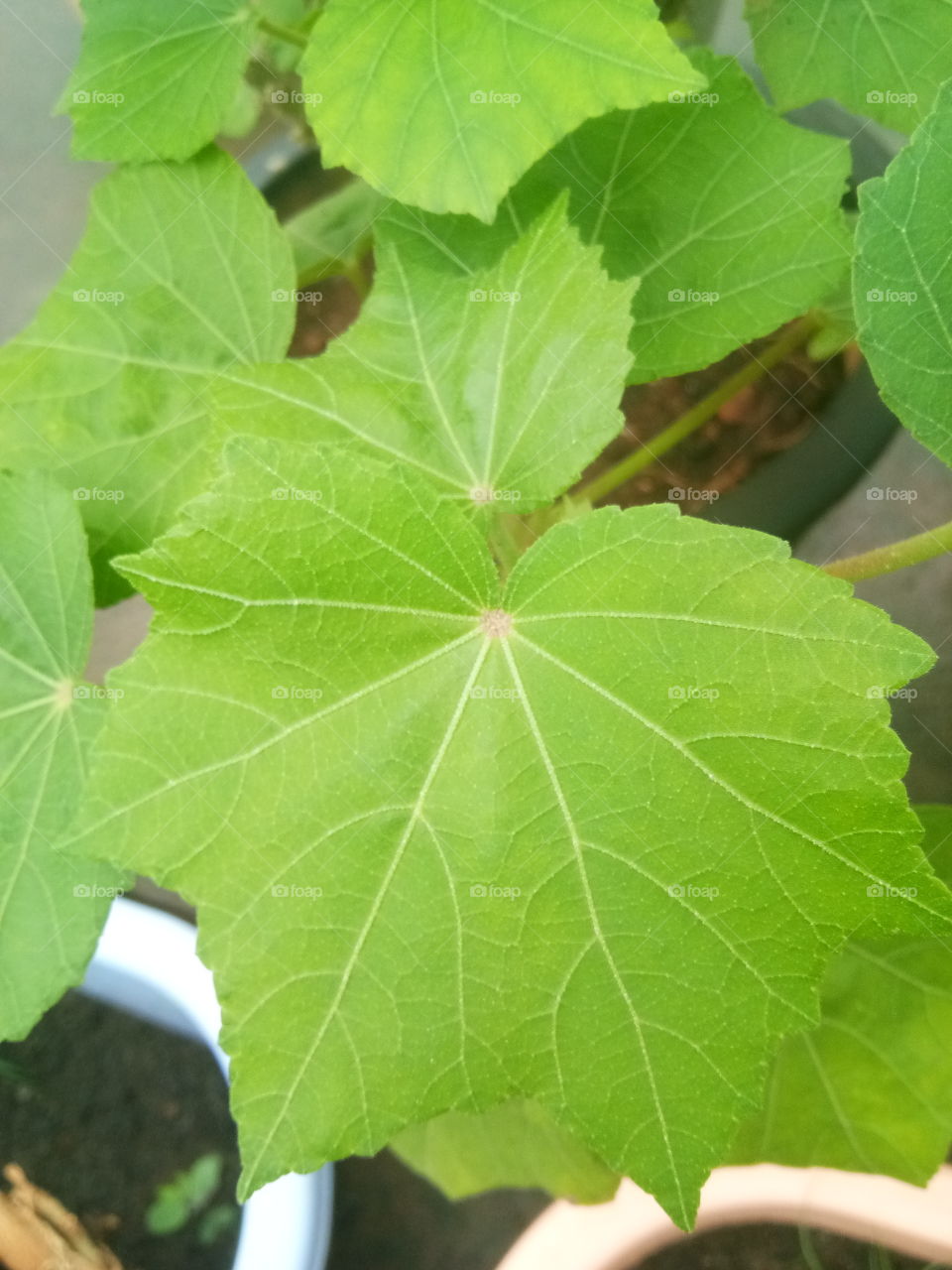 leaf