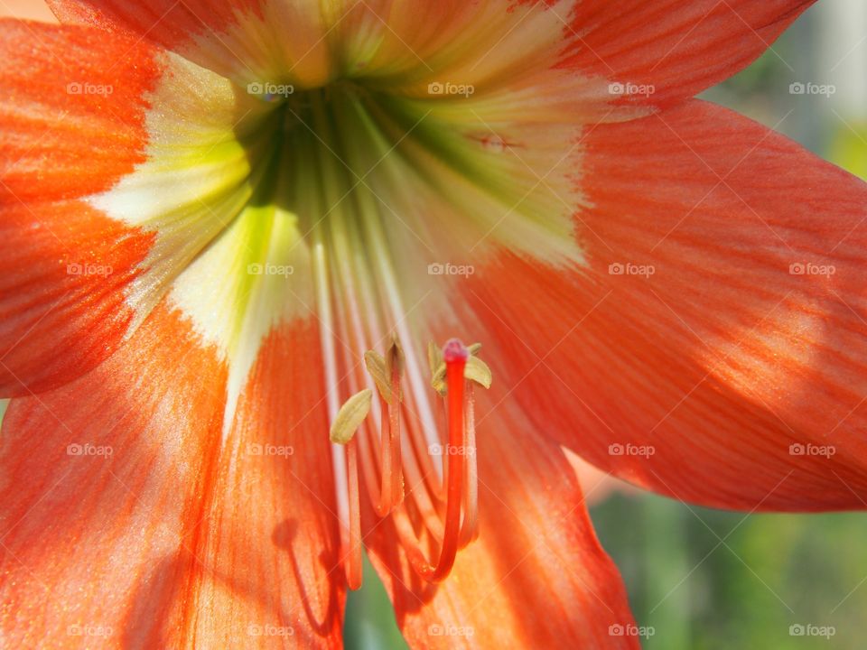 Close up center of Amaryllis flower