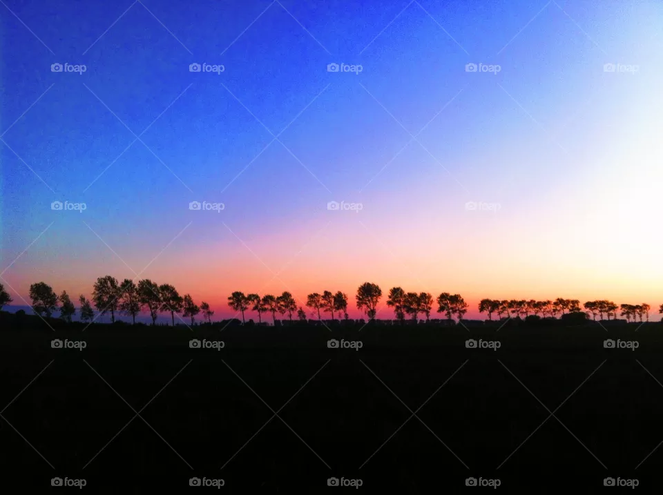Trees