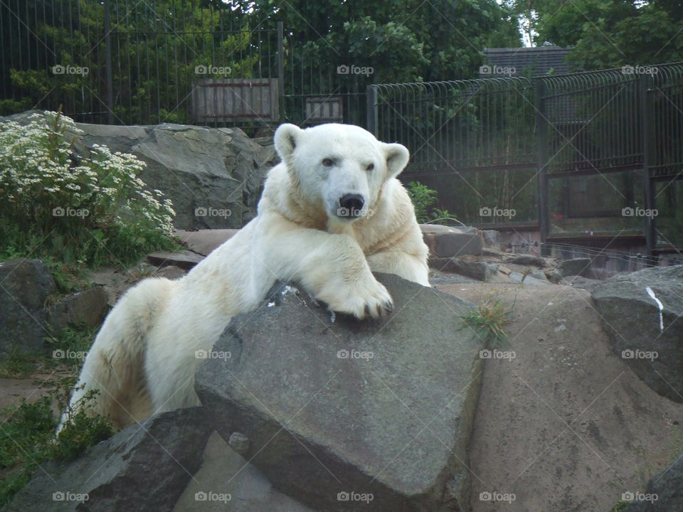 Polar bear resting on rock