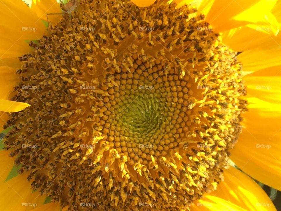 Sunflower