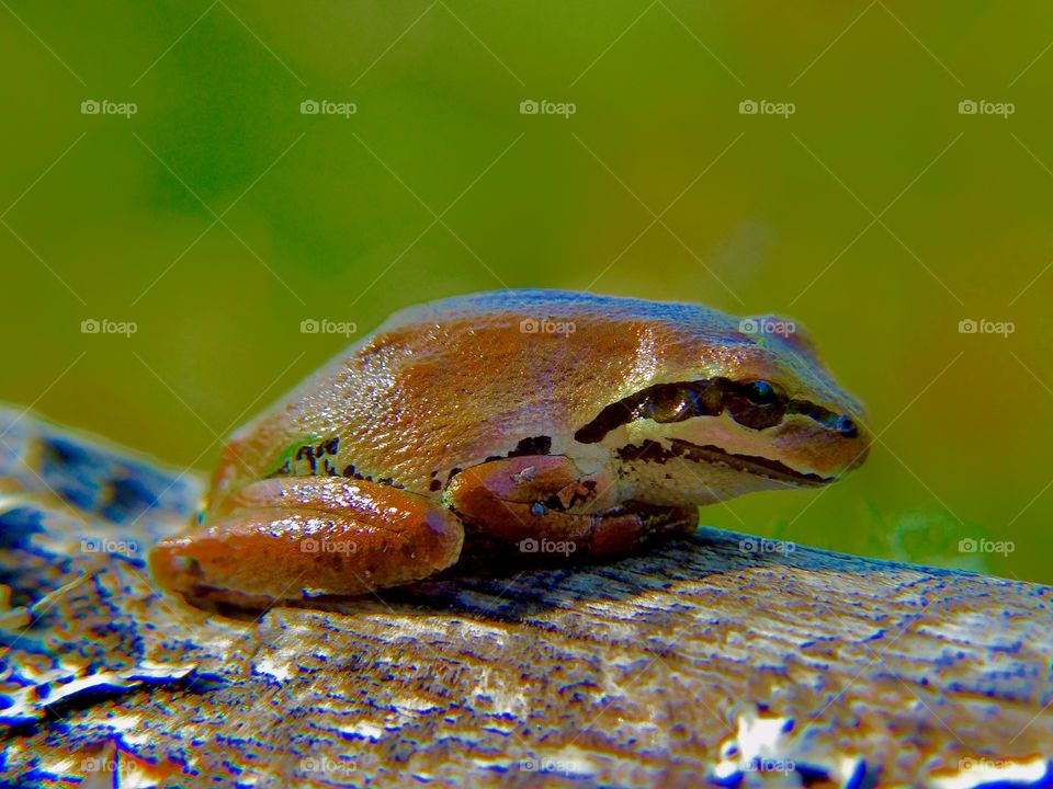 Pacific Tree frog 