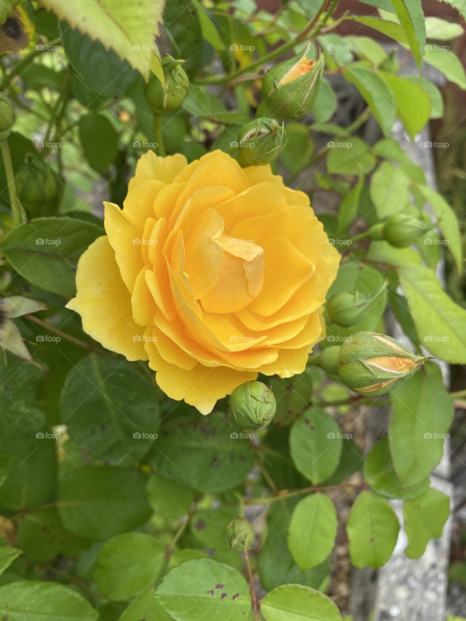 Sumptuous yellow garden rose, the second wave of this beautiful rose, for Summer 2020