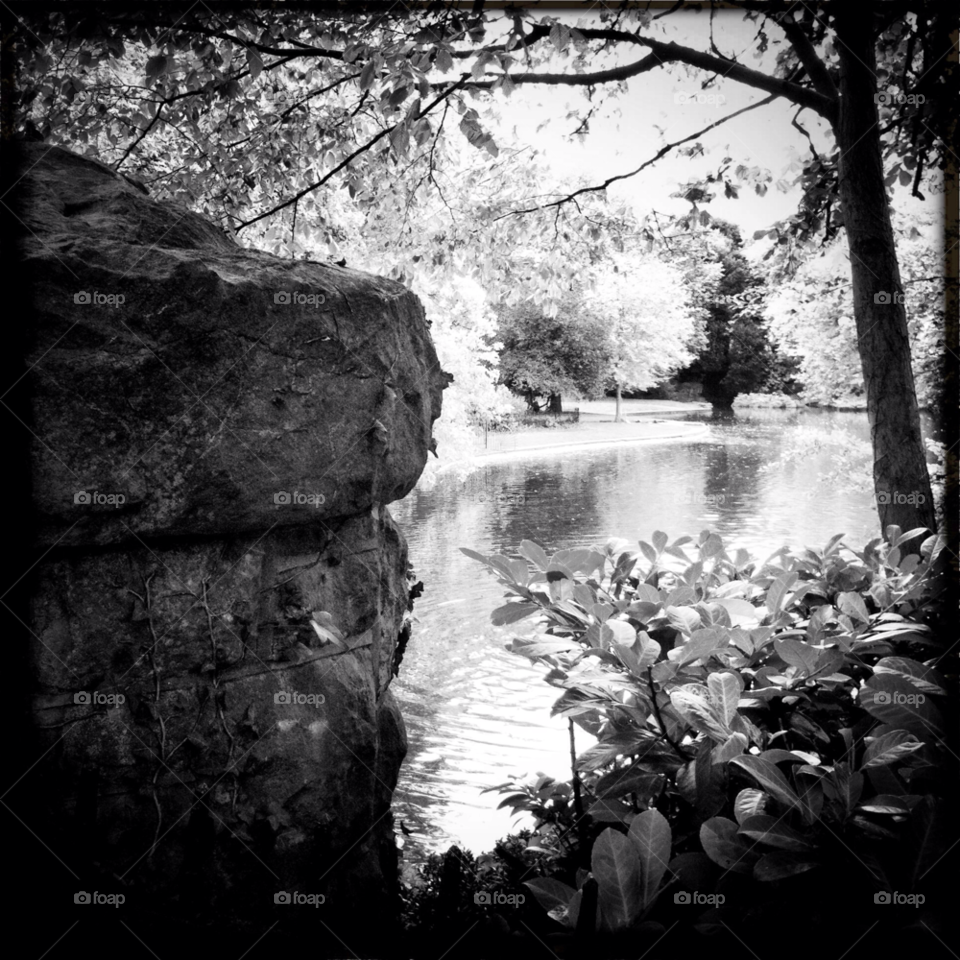 trees pond water dublin by matsvart