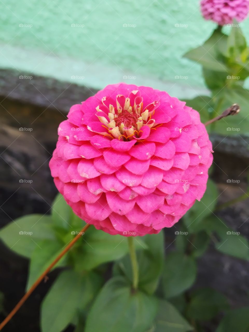 Zinnia