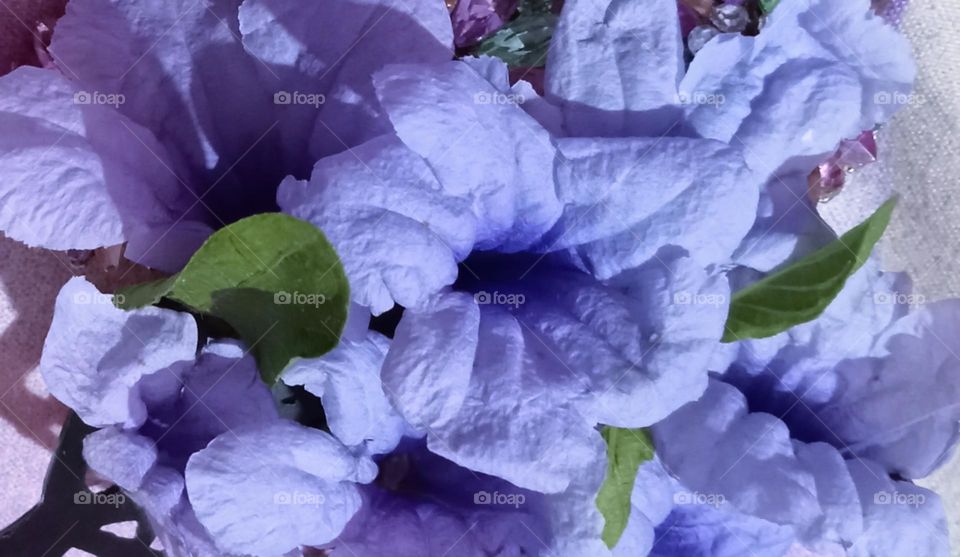 Close up photo of beautiful, attractive petunia flower. This photo blooms in spring season. This flower having very attractive purple colour and surrounding with green leaves.