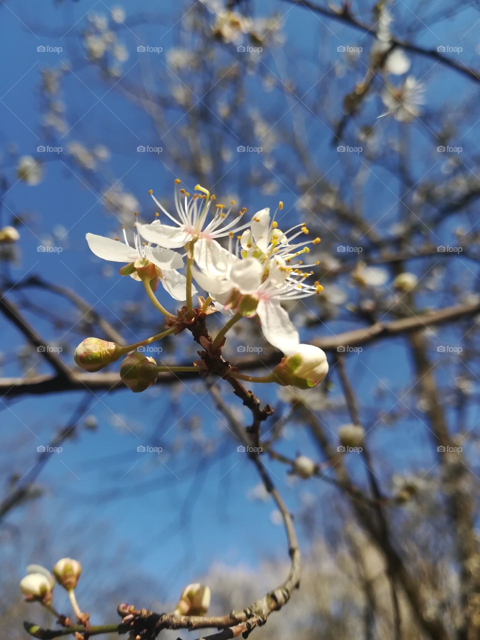 Beauty of spring