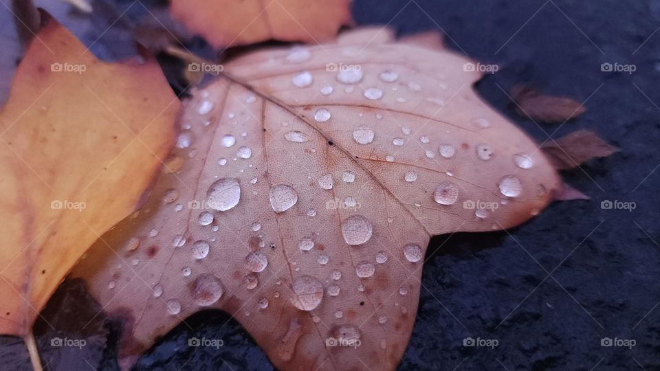 Rain drops