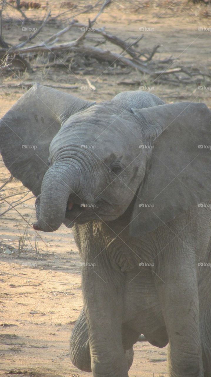 Elephant baby 
