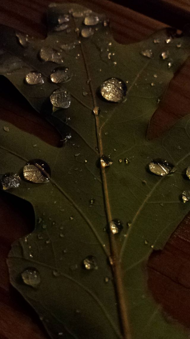 water drops on a leaf 