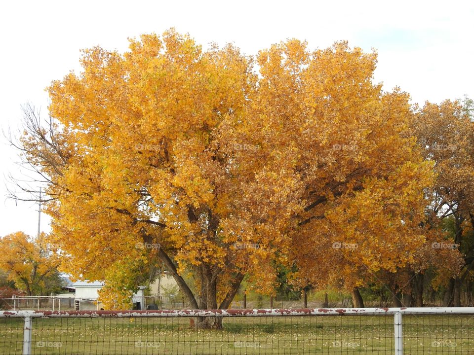 Bright Colored Autumn Tree