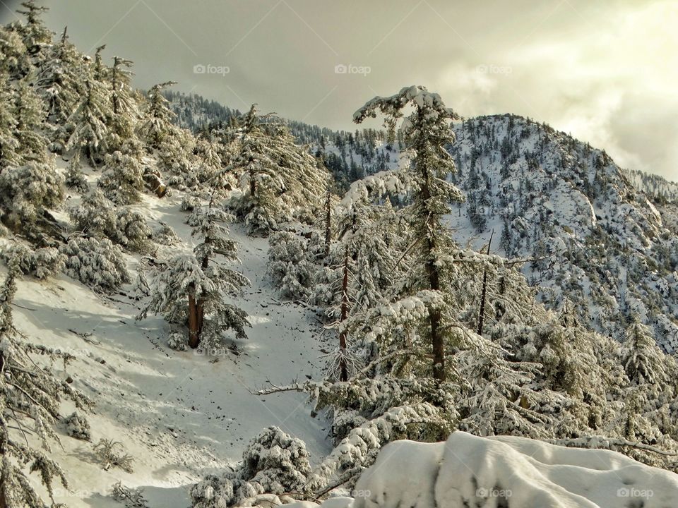 Winter Mountain Landscape
