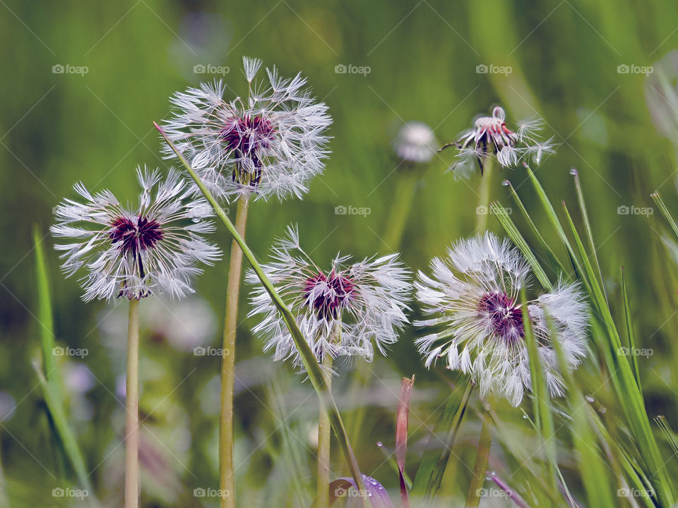 Taraxacum officinale
Diente de León 
Dandelion