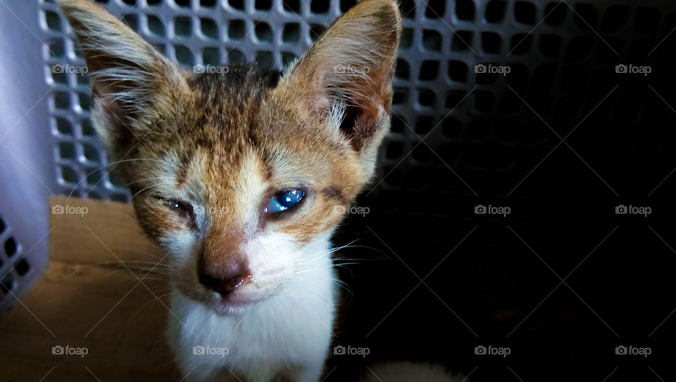 the kitten is in treatment