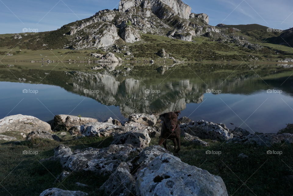 Landscape#reflect#lake#rocks#nature#dog