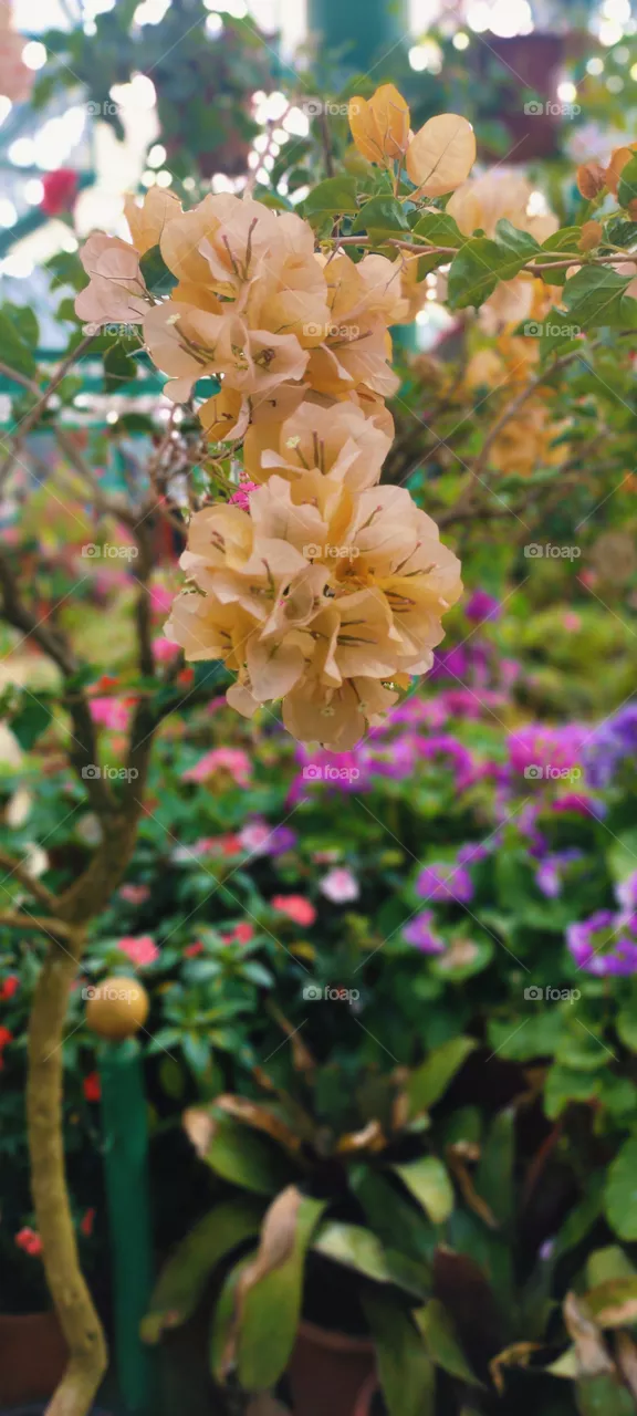 orange Bougainville