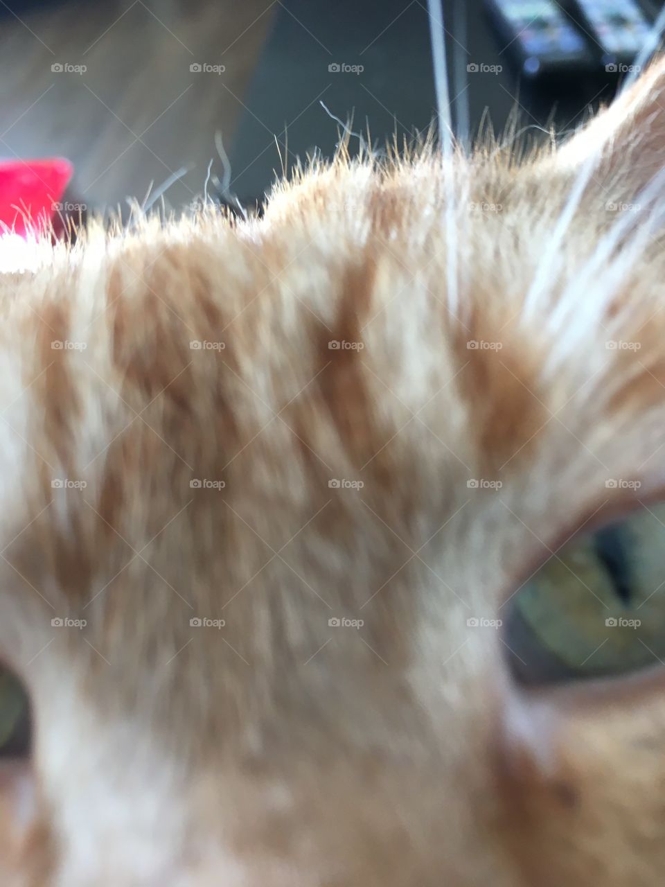 Cat closeup 