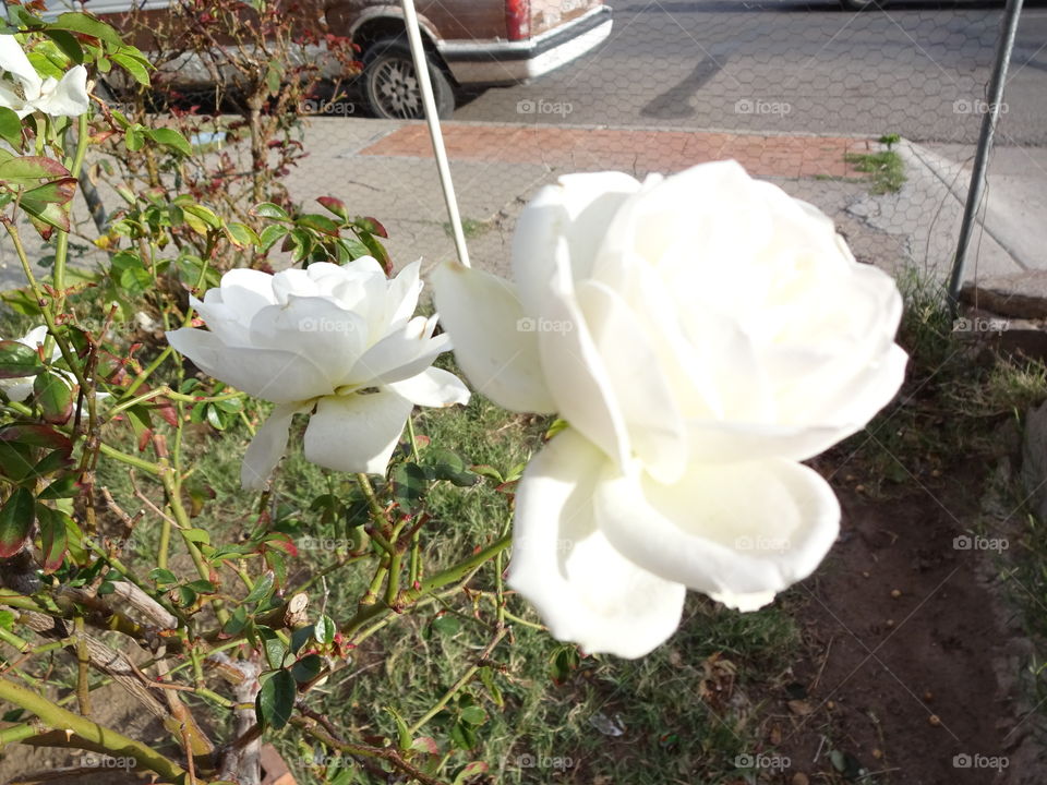 white roses