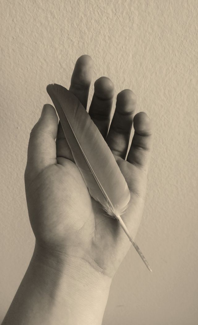 Pigeon feather