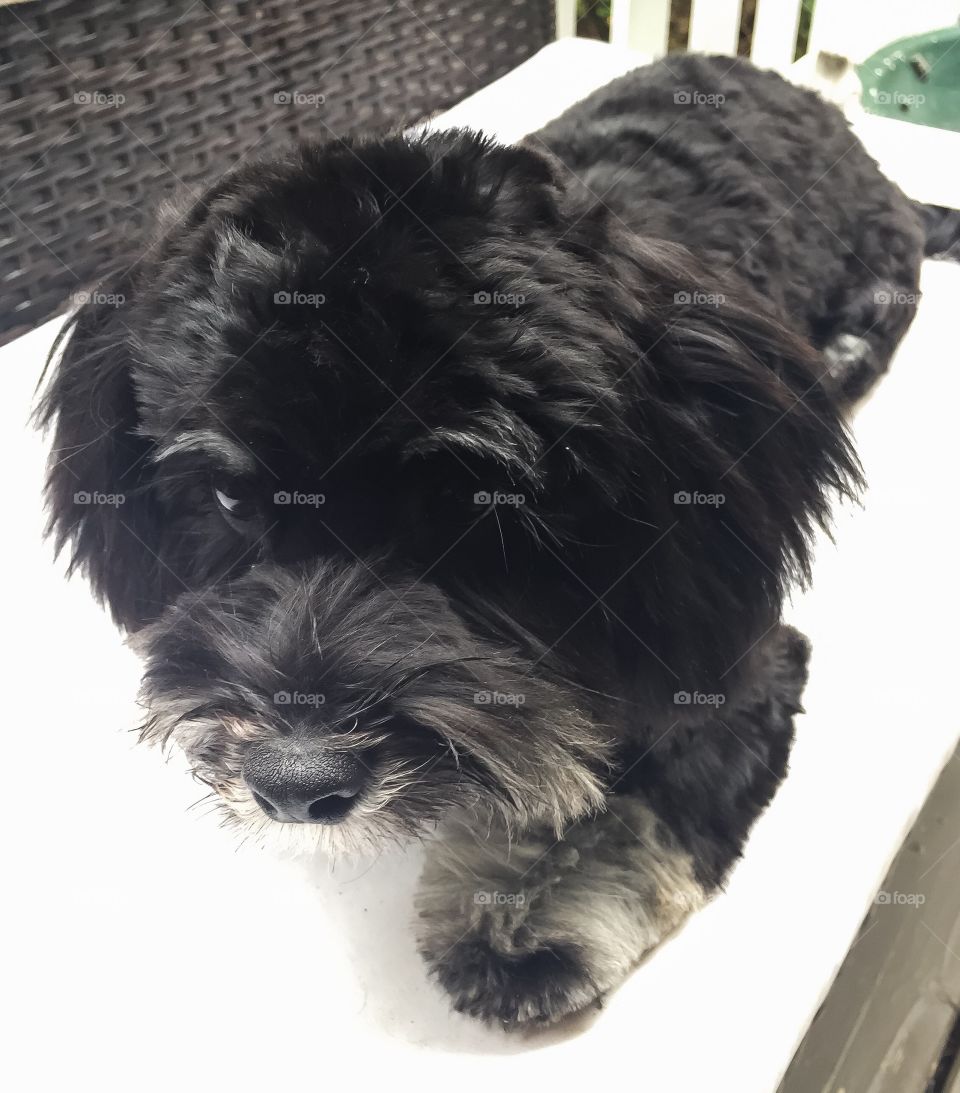 Havanese puppy watching intently for master’s next move 