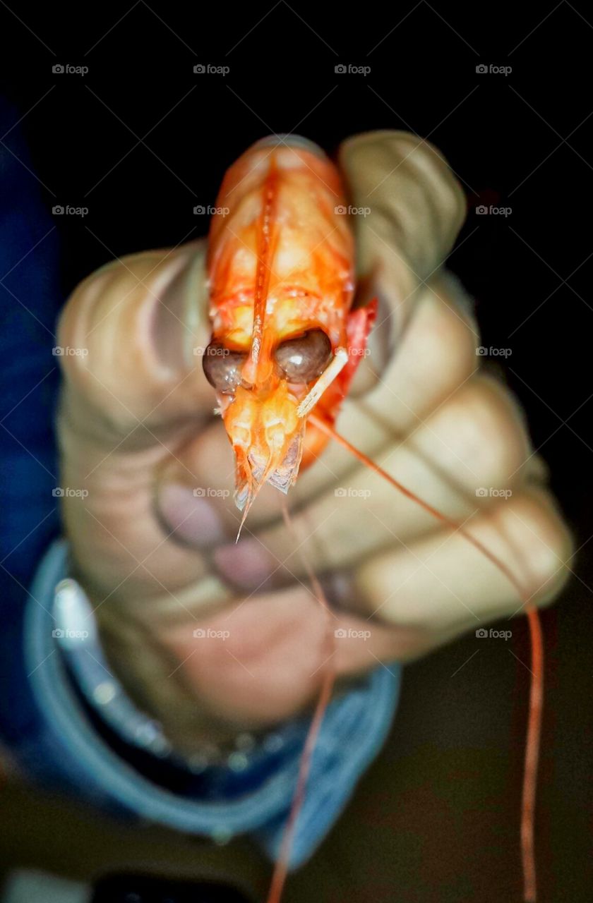 close up crustacean