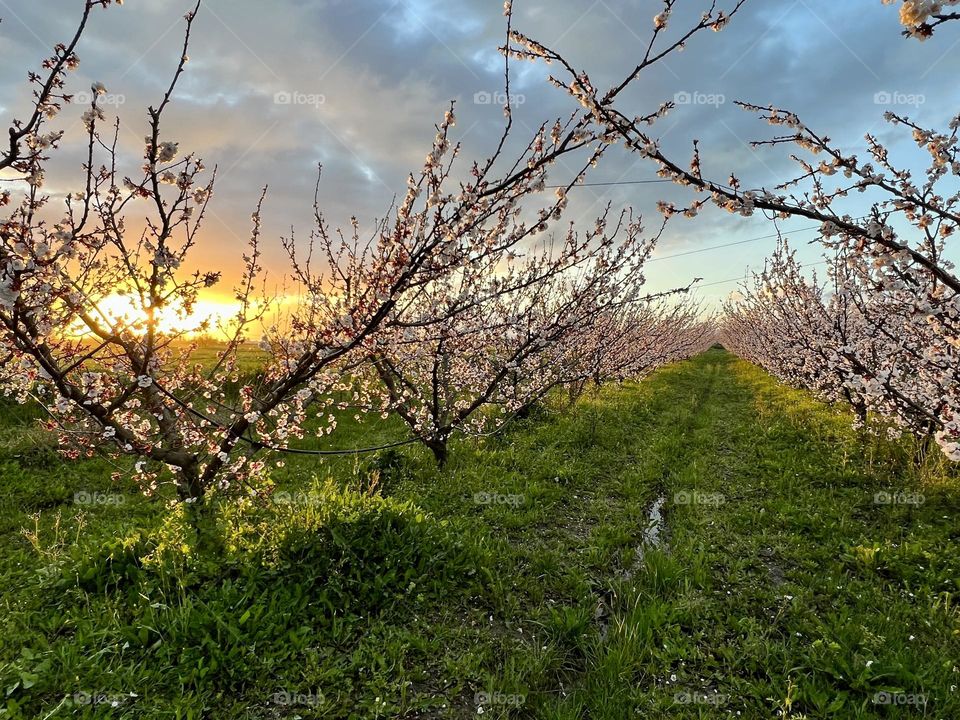 Sunrise in spring 