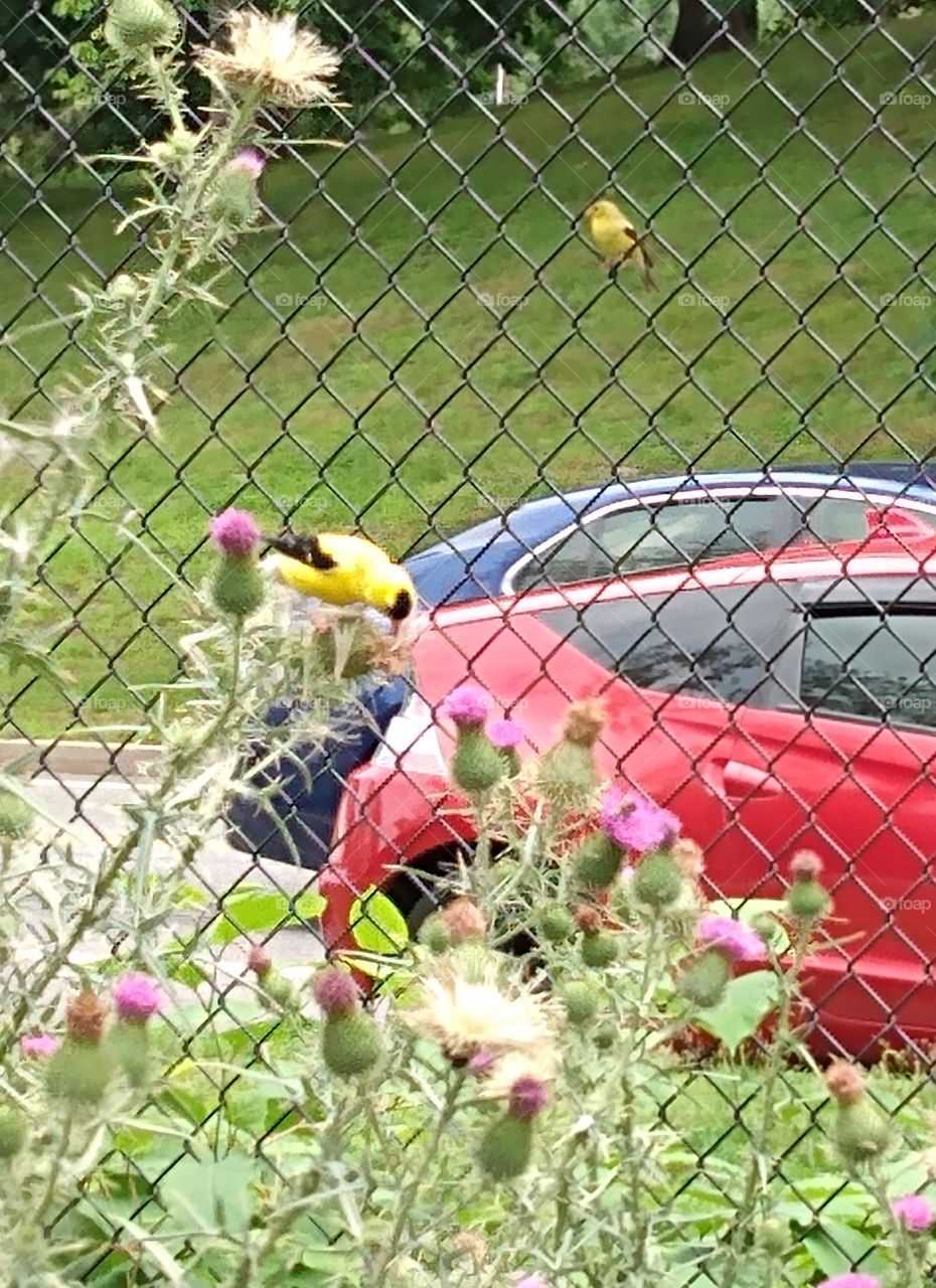 finch couple eating lunch