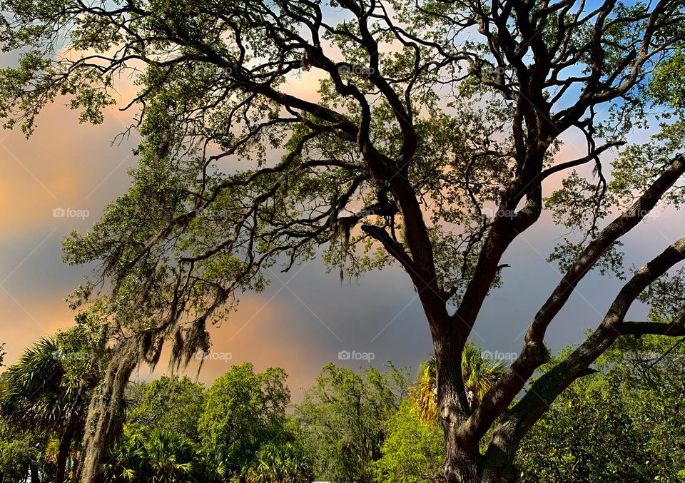 Fire Clouds Noticed Behind The Trees Of The Backyard That Created Suspicions Of Possible Danger And Destruction With Spread And Unusual Clouds Formation Of Orange, Grey And Dark Color.