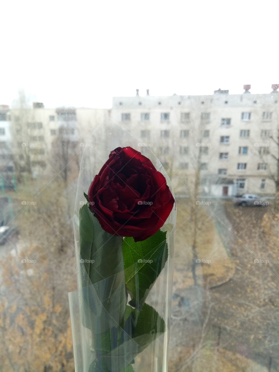 Rose from lover