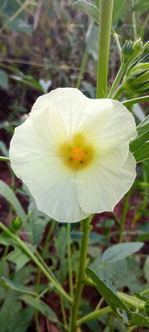 Its is predominantly a crop of tropics and subtropics. The crop is cultivated for its young tender fruits, used in curry and soups after cooking. It is a good source of vitamins A and B, protein and minerals. It is also an excellent source of iodine