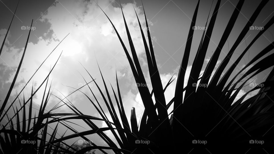 palm leaf sky grayscale