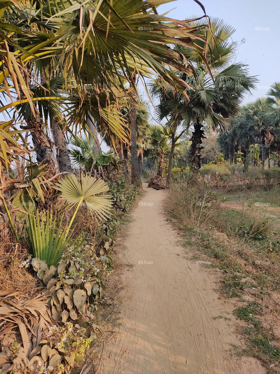 beautiful unpaved road.