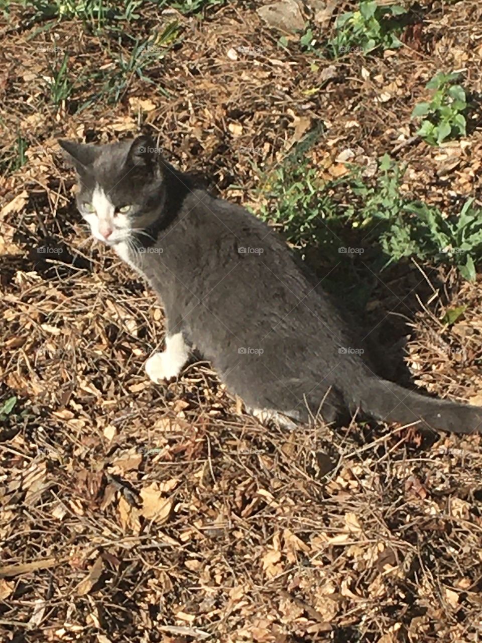 Young grey cat into the sunny wild