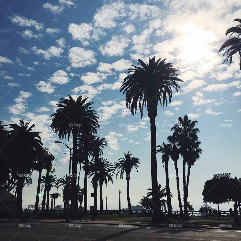 Santa Monica Palm trees