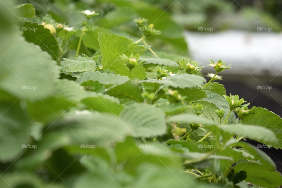 Organic strawberry farm 