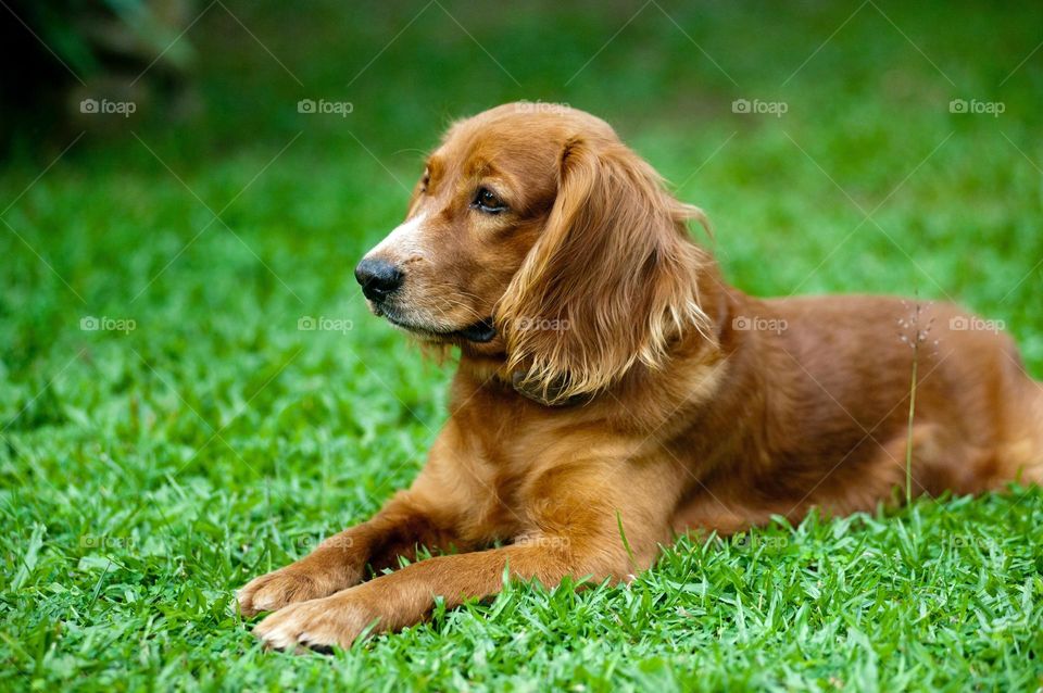 Beautiful and cute dog